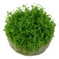 Preview: Elatine hydropiper/ Wasserpfeffer 1-2-Grow!